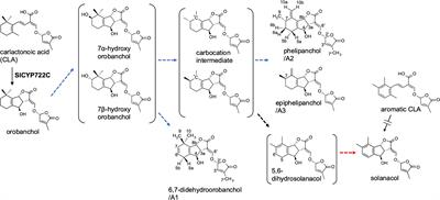 Identification of novel canonical strigolactones produced by tomato